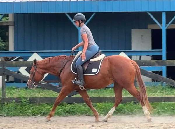 14-hand-pony-gelding