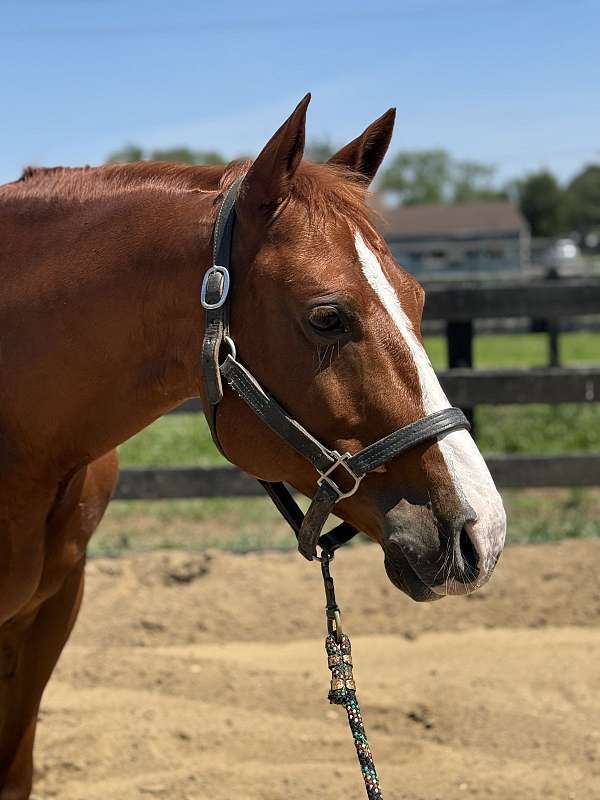 14-hand-pony