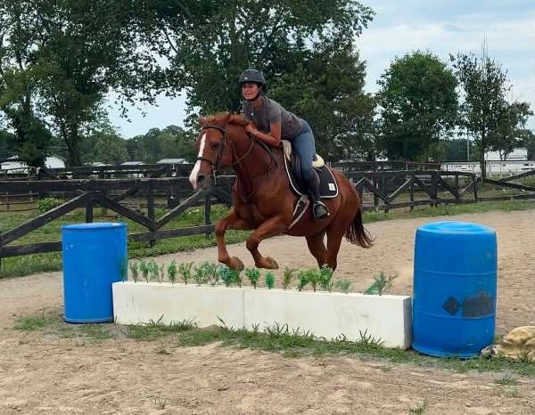 14-hand-gelding