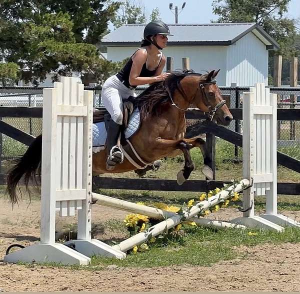 13-hand-pony-gelding