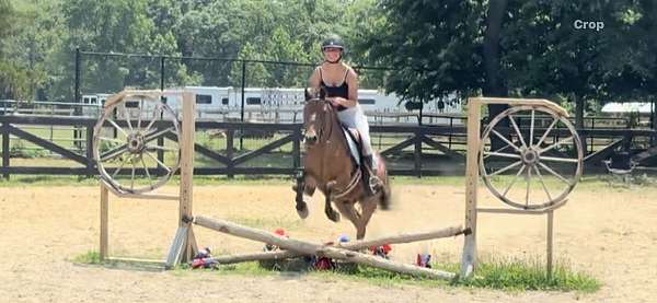 13-hand-pony