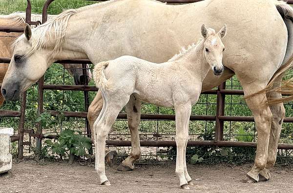 palomino-pennin-horse