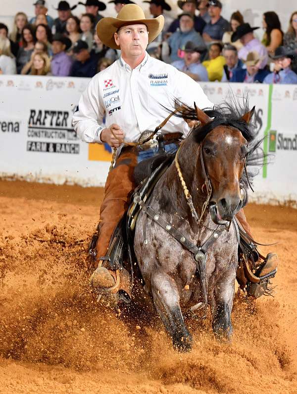 trail-quarter-horse