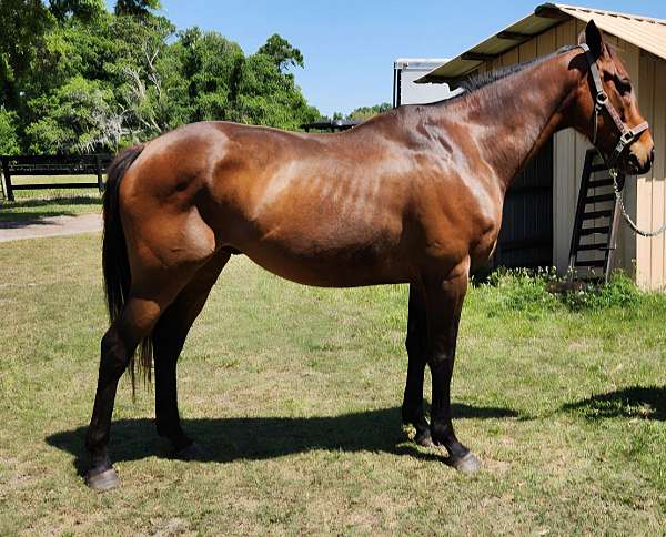 all-around-thoroughbred-horse