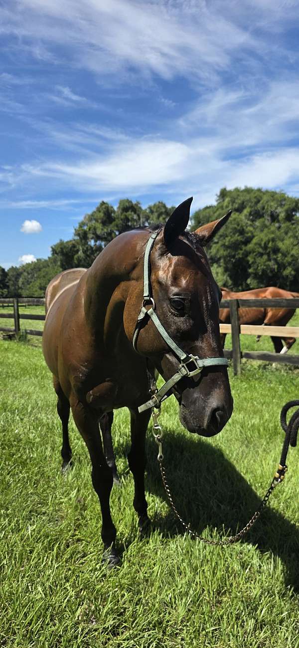 adult-thoroughbred-horse