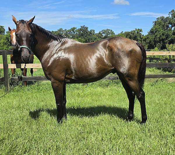 adult-amateur-thoroughbred-horse