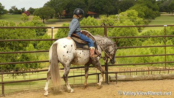 appaloosa-pony