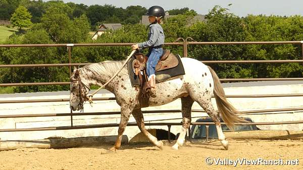 all-around-poa-pony