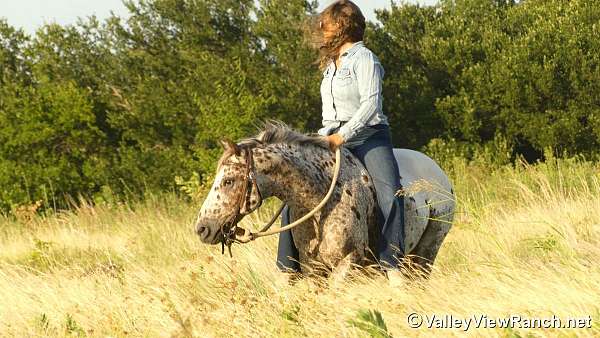 beginner-poa-pony
