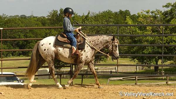 chestnut-appaloosa-pony