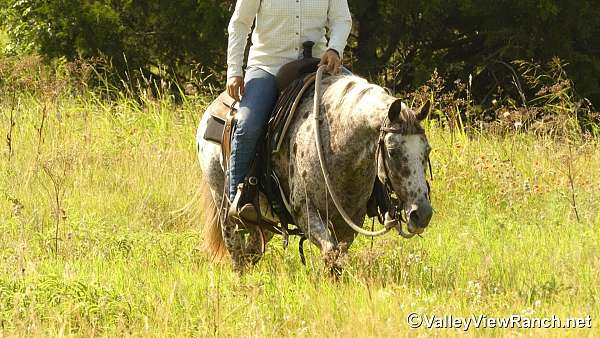 hunter-poa-pony
