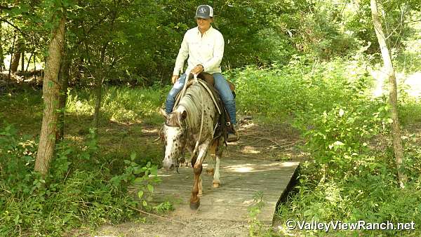 hunter-jumper-poa-pony