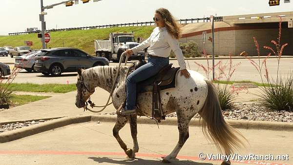 husband-safe-poa-pony