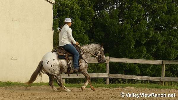 jumper-poa-pony