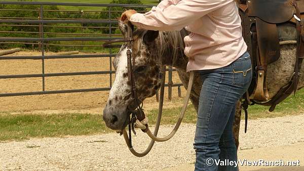 playday-poa-pony