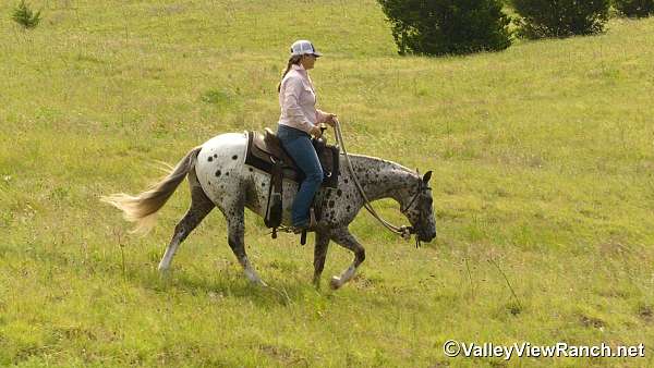 ranch-poa-pony