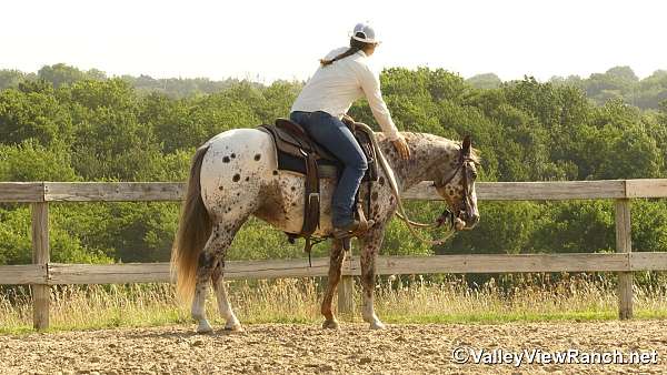 ranch-work-poa-pony