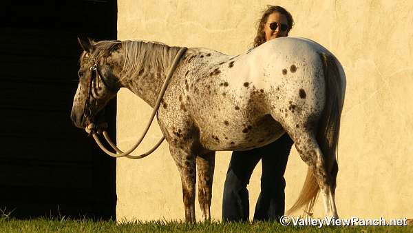 ridden-western-poa-pony