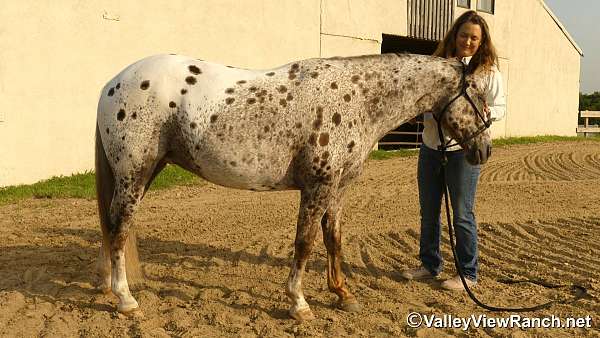 trail-poa-pony