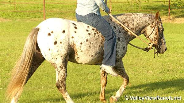 trail-riding-poa-pony