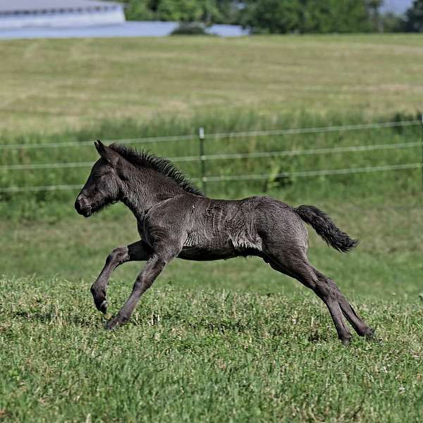 babies-icelandic-horse