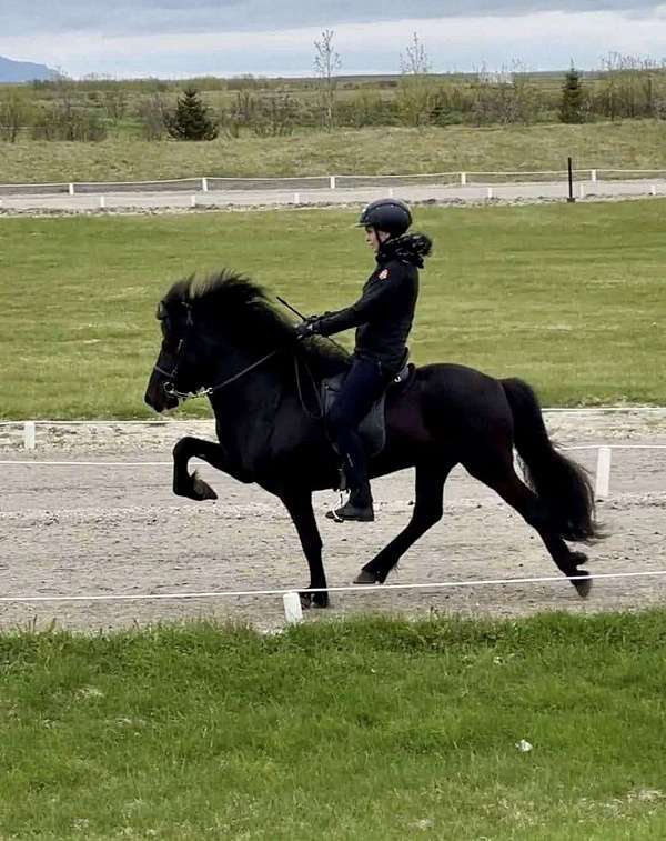best-icelandic-horse