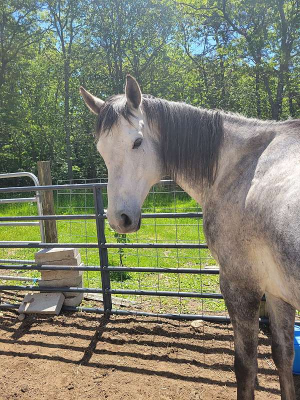 grey-field-hunter-jumper-horse