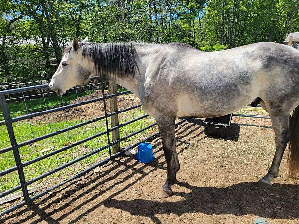 field-hunter-jumper-gelding