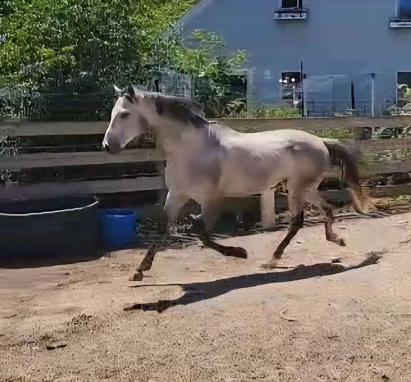 field-hunter-jumper-thoroughbred-horse