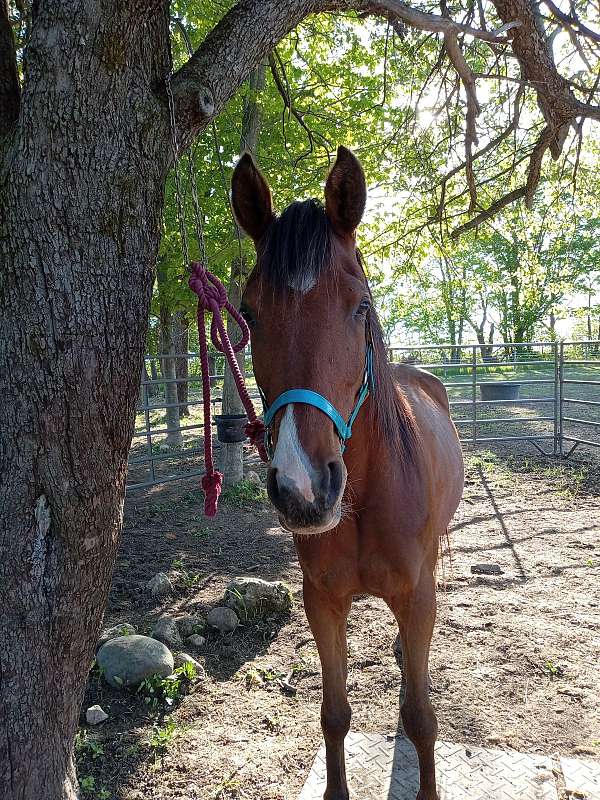 crabbet-gelding