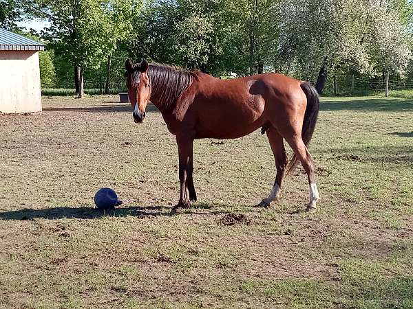 arabian-horse