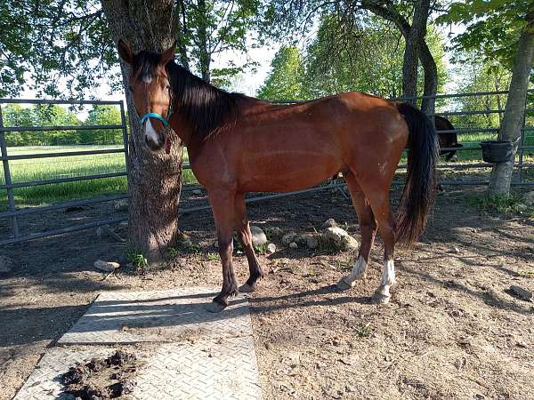 crabbet-arabian-horse
