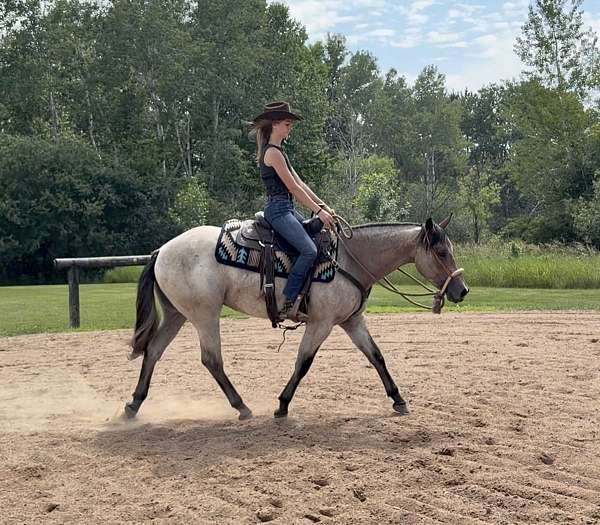 quarter-horse-for-sale