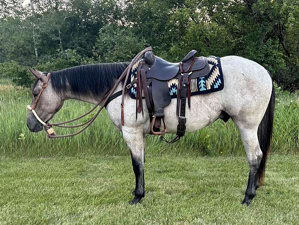quarter-horse-gelding