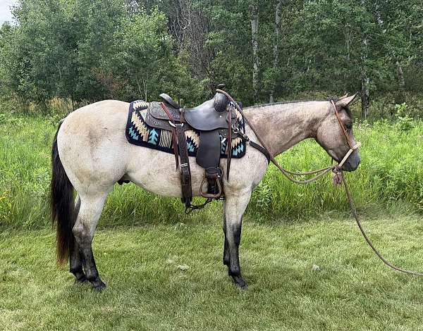 quarter-horse