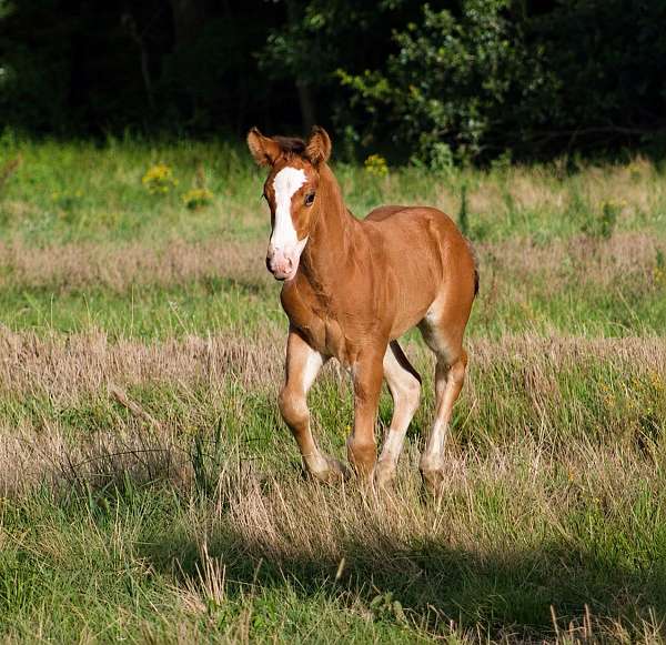 all-around-gypsy-vanner-horse