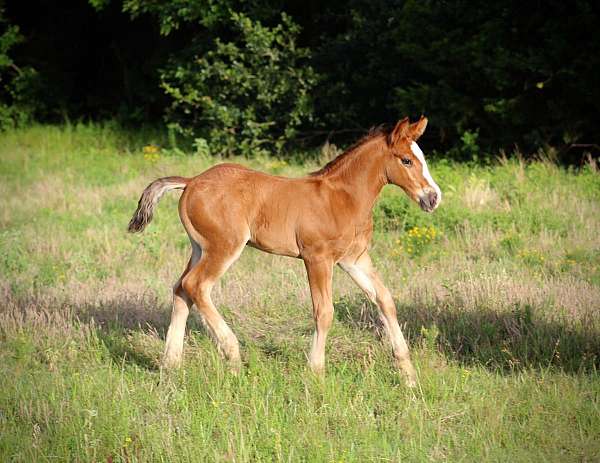 athletic-gypsy-vanner-horse