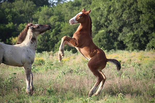 cowboy-mounted-shooting-gypsy-vanner-horse
