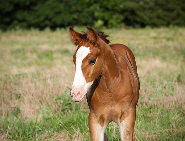 ranch-versatility-gypsy-vanner-horse