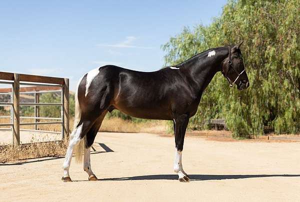 4-white-socks-blaze-horse