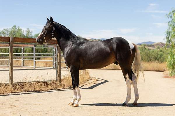 tobiano-4-white-socks-blaze-horse