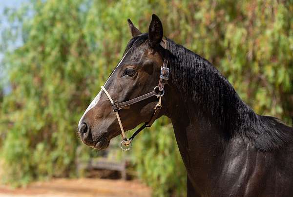 all-around-paint-horse