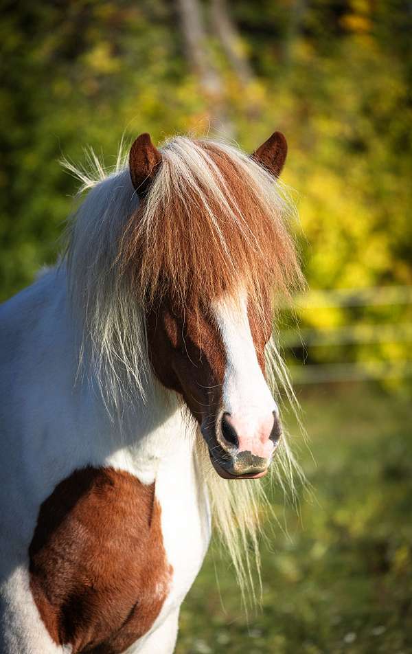 tobiano-icelandic-mare