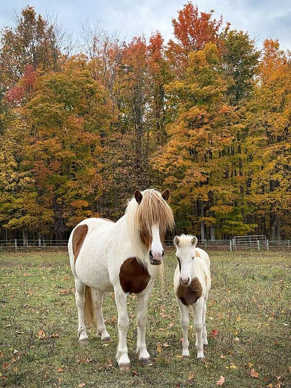 tobiano-icelandic-for-sale