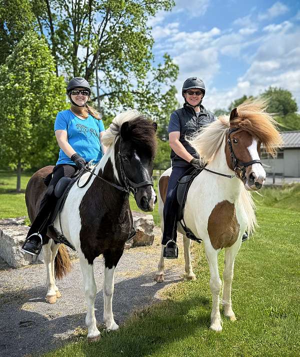 tobiano-icelandic-horse