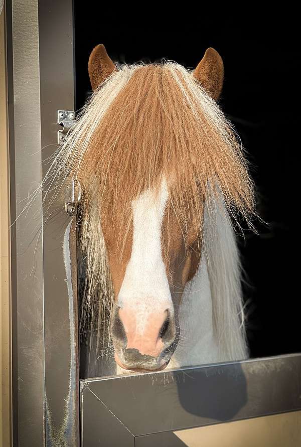 icelandic-horse