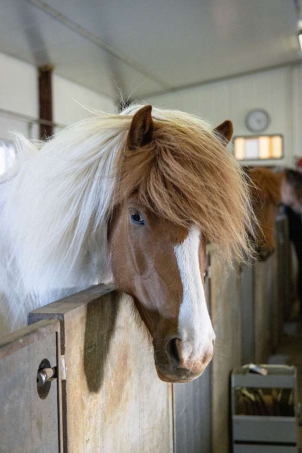 tolt-icelandic-horse