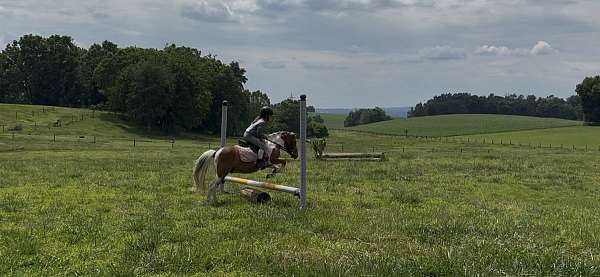 sc-paint-pony