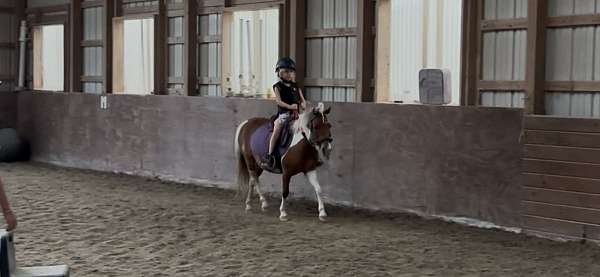 sc-gelding