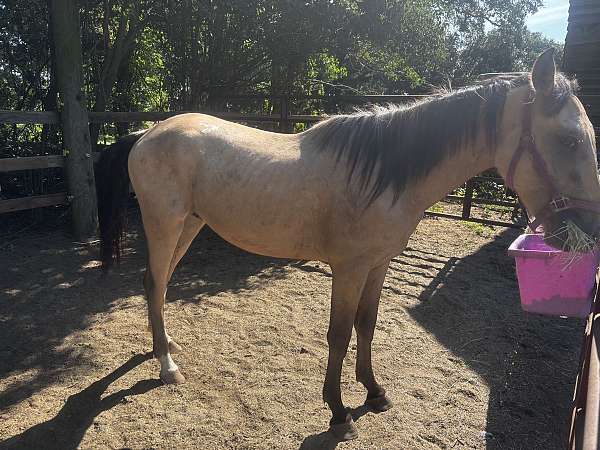 appaloosa-colt